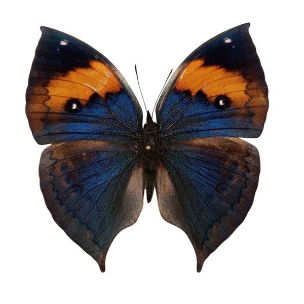 Kallima inachus unpräpariert