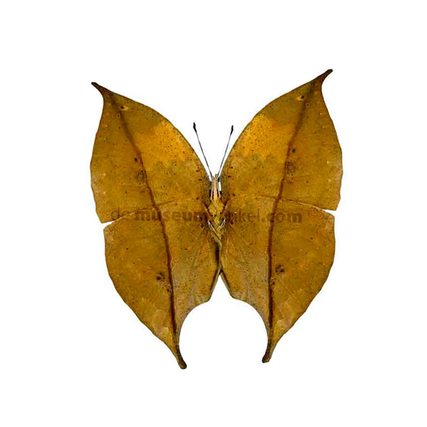 Kallima inachus unpräpariert