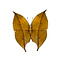 Kallima inachus dried/papered