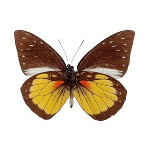 Prioneris autothisbe - onderkant