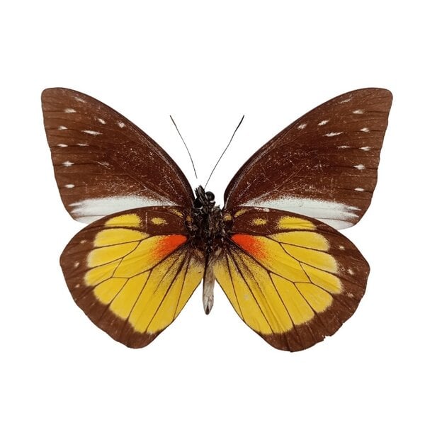 Prioneris autothisbe - onderkant