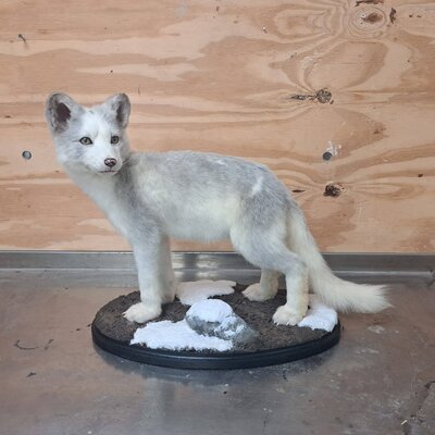 Over 20 prizes won at the Dutch Taxidermy Championships!