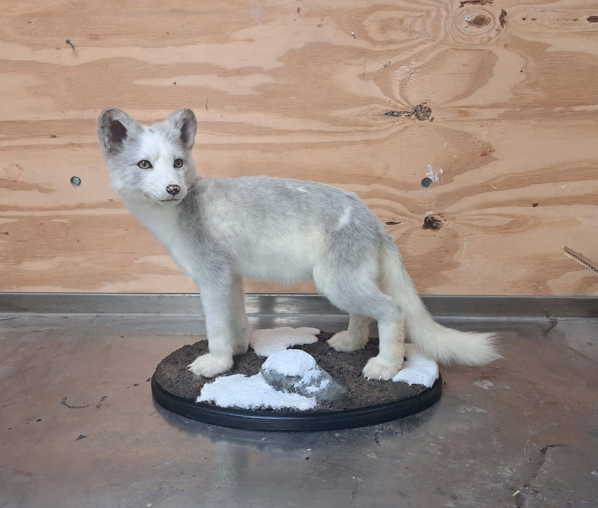 Over 20 prizes won at the Dutch Taxidermy Championships!