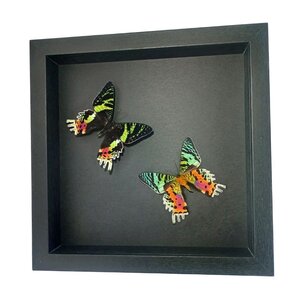 Opgezette vlinders (2) in elegante zwart houten lijst - Urania Ripheus