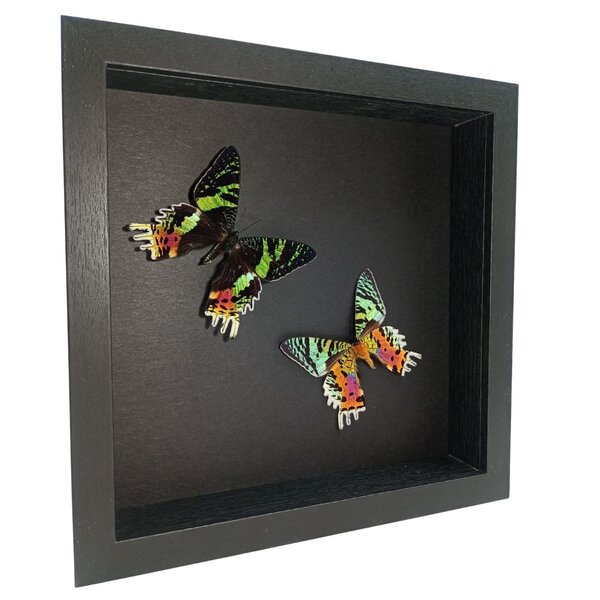 Opgezette vlinders (2) in elegante zwart houten lijst - Urania Ripheus