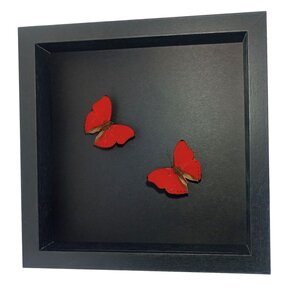 Opgezette vlinders (2) in elegante zwart houten lijst - Cymothoe Sangaris