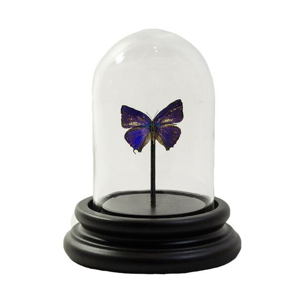 Stolp met Arhopala araxes (1)