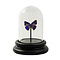 Stolp met Arhopala araxes (1)