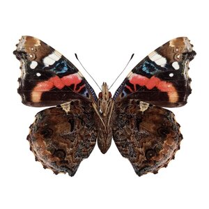 Vanessa atalanta - rote Admiral - Unterseite