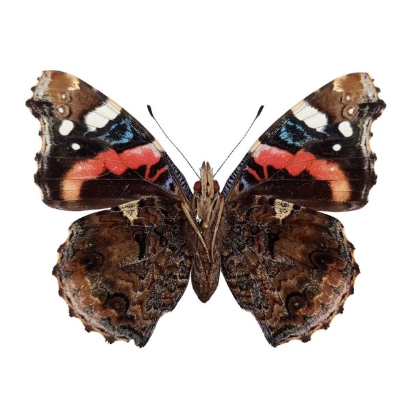 Vanessa atalanta - admiraalvlinder - onderkant