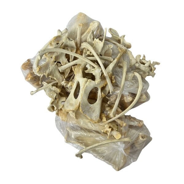 Unvollständiger Skelett großer Hund