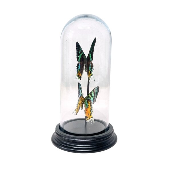 Dome with Urania Ripheus (2)