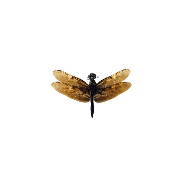 Rhyothemis obsolescens - Dragonfly