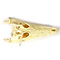 Siamese crocodile skull 24-29 cm