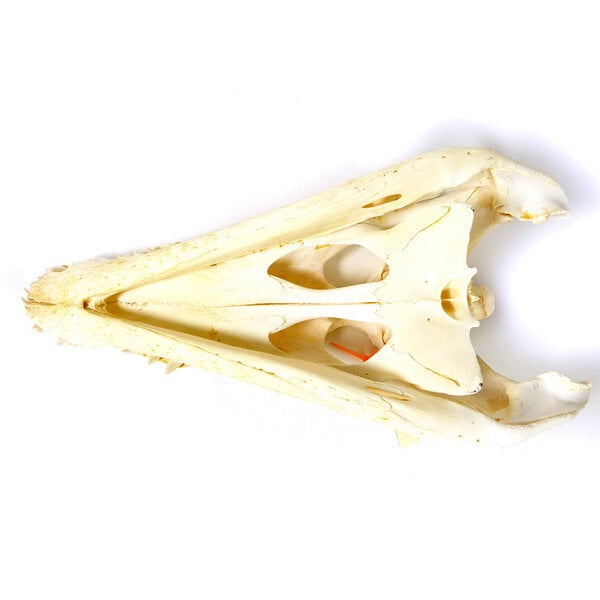 Schedel Siamese krokodil 24-29 cm