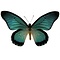 Papilio zalmoxis