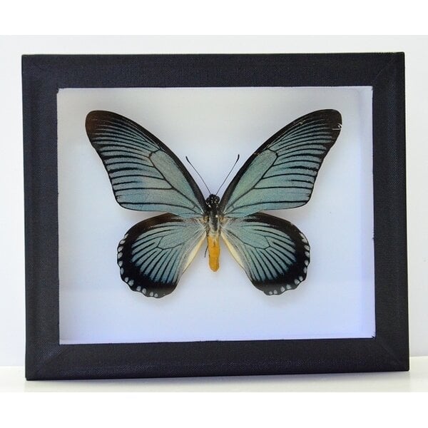 Papilio zalmoxis