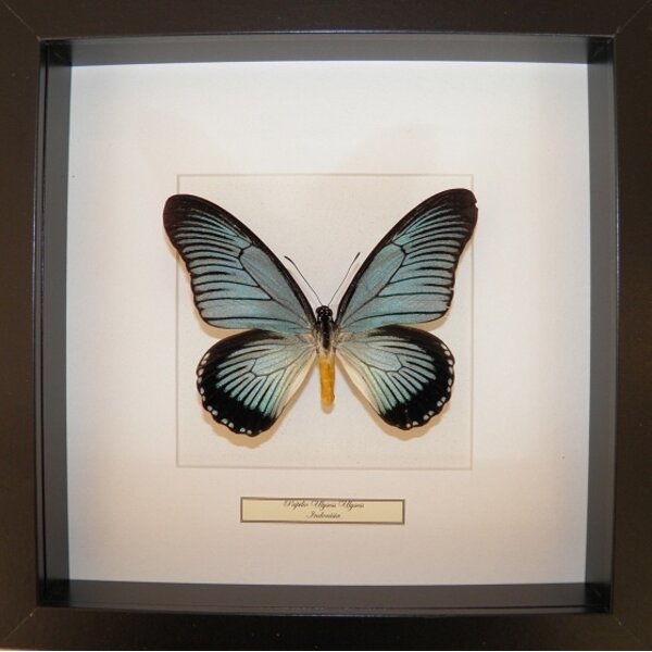Papilio zalmoxis