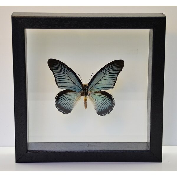 Papilio zalmoxis