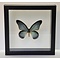 Papilio zalmoxis