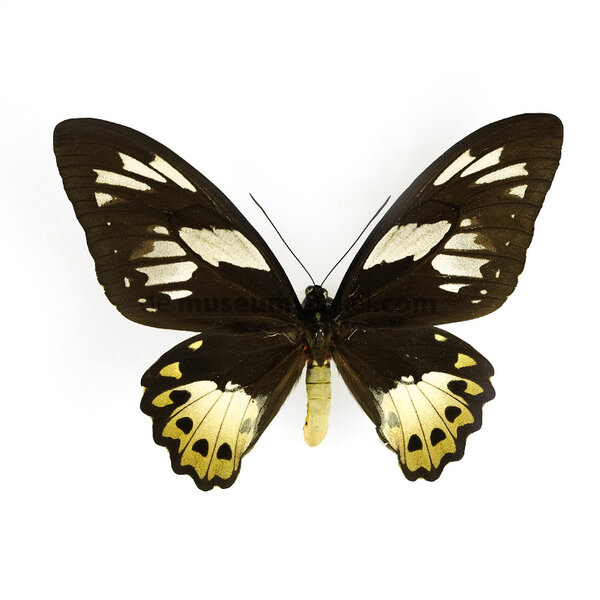 Ornithoptera priamus poseidon sp. (vrouw)