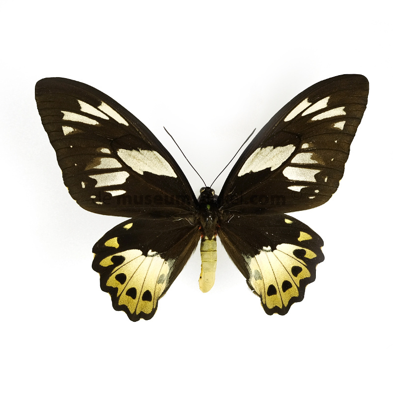 Ornithoptera priamus poseidon (female) - DeMuseumwinkel.com