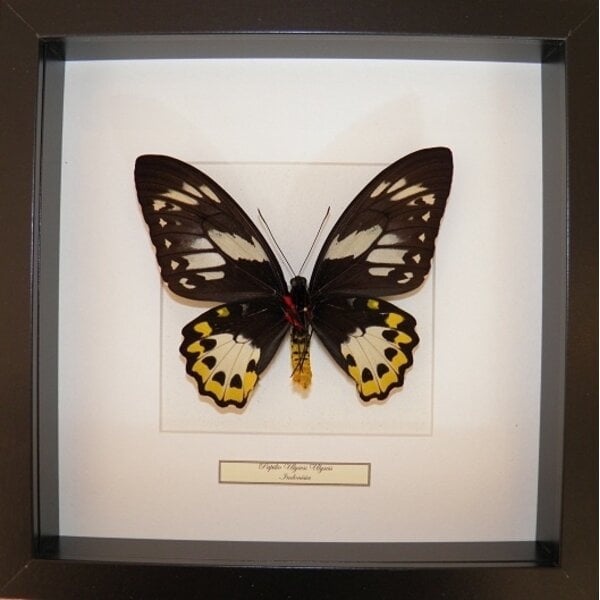 Ornithoptera priamus poseidon (female)