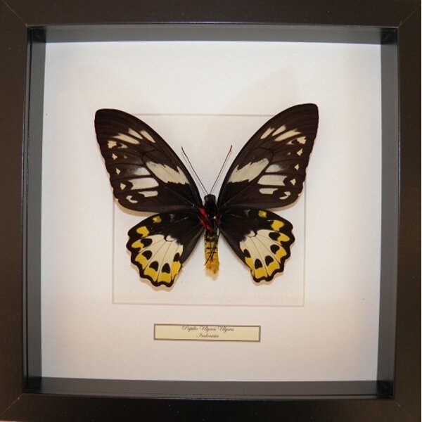 Ornithoptera priamus poseidon sp. (vrouw)