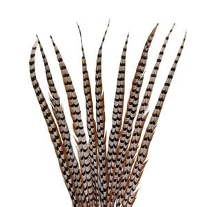 Reeves's pheasant feathers 90 - 100 cm B-GRADE