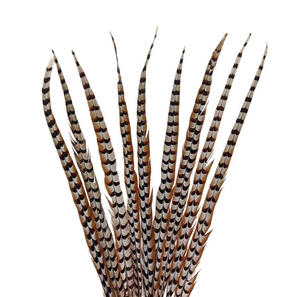 Reeves's pheasant feathers 90 - 100 cm B-GRADE