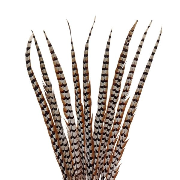 Reeves's pheasant feathers 100 - 115 cm B-GRADE