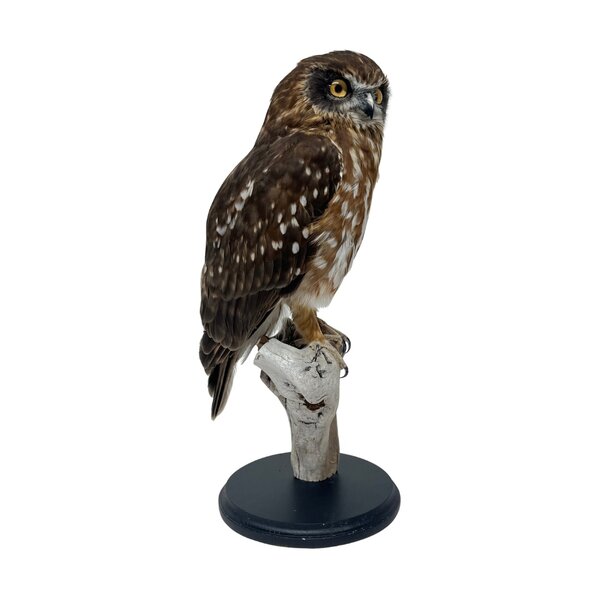 Mounted morepork