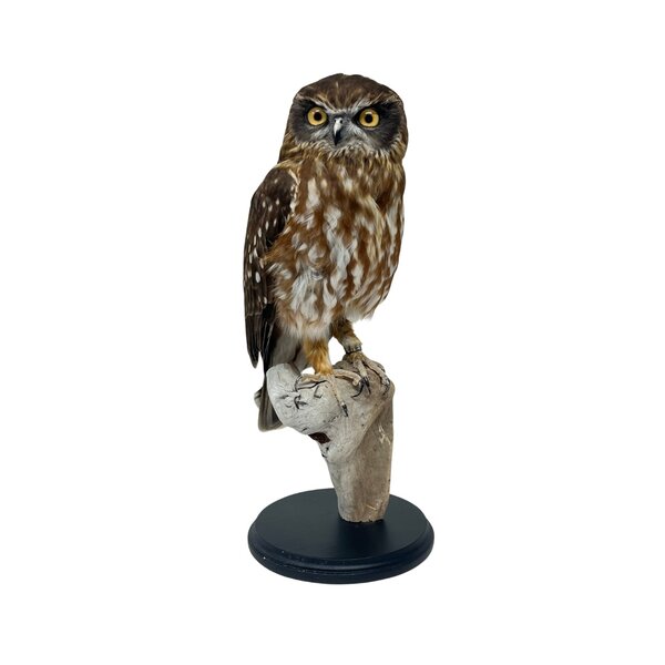 Mounted morepork