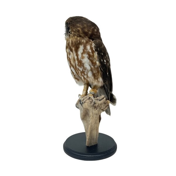 Neuseeland-Kuckuckskauz