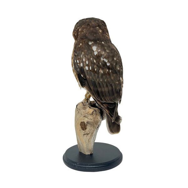 Opgezette boeboekuil