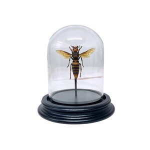 Asian giant hornet Queen in glass dome