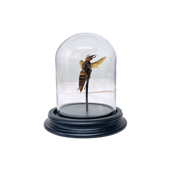 Asian giant hornet Queen in glass dome