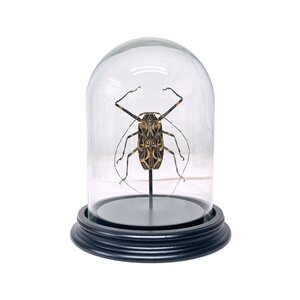 Acrocinus longimanus in glass dome