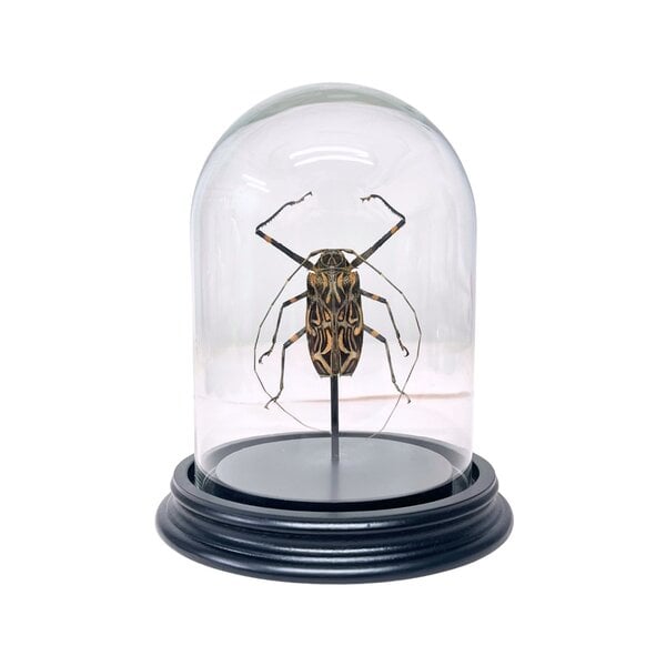 Acrocinus longimanus in glass dome