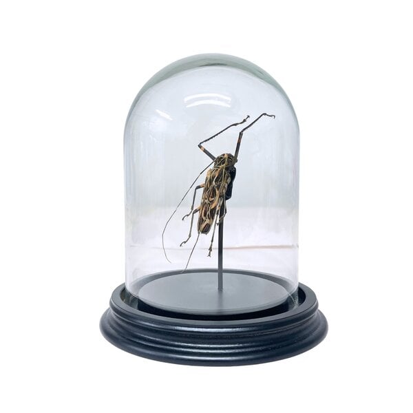 Acrocinus longimanus in glass dome