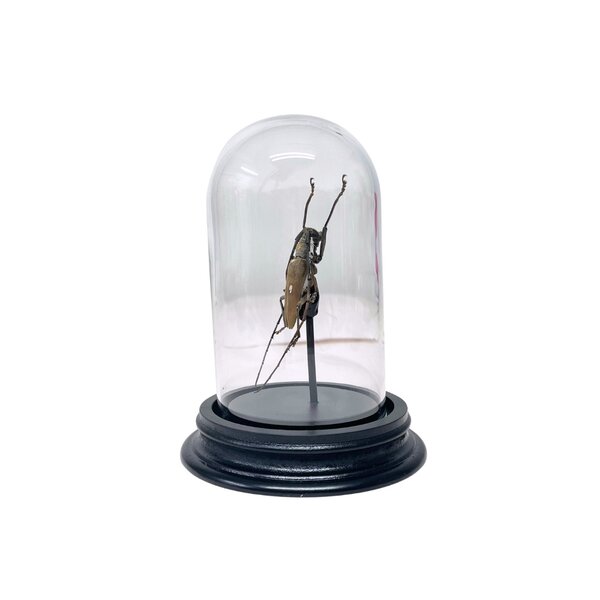 Batocera rubus immaculipennis in glass dome