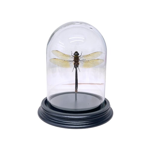 Anax Gibollosus - Libelle in einer Glasglocke