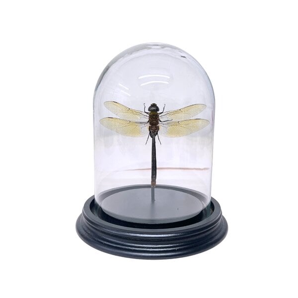 Anax Gibollosus - Libelle in stolp