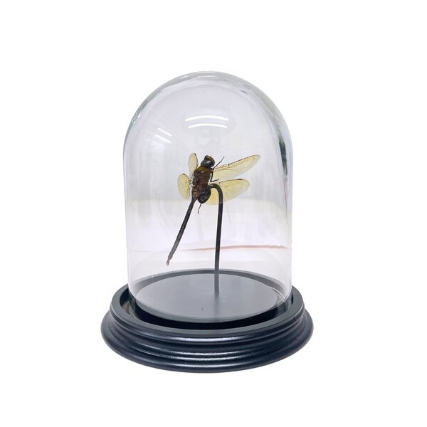 Anax Gibollosus - Libelle in glass dome
