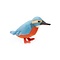 Ijsvogel knuffel