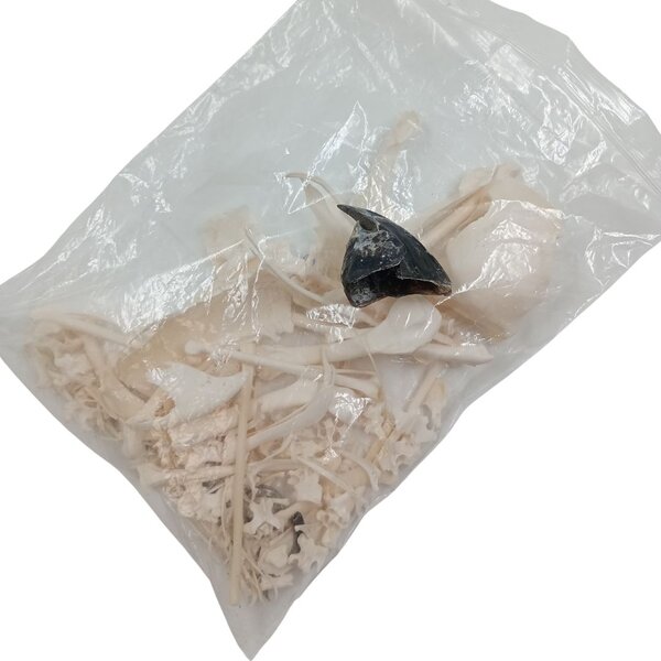 Komplettes Skelett Ara