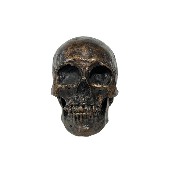 Human skull replica