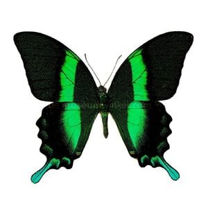 Papilio blumei