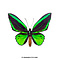 Ornithoptera priamus poseidon sp. (male)