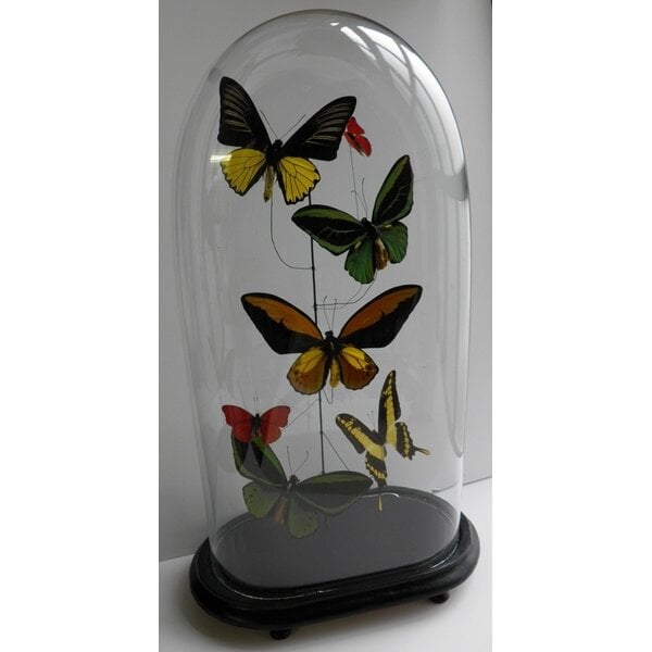 Ornithoptera priamus poseidon sp. (Männlich)